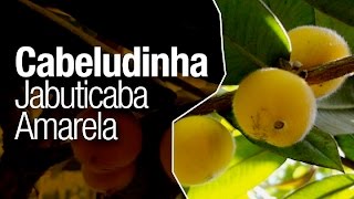 Conheça a Fruta Cabeludinha ou Jabuticaba Amarela [upl. by Louls]