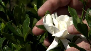 Dont prune gardenias until late May early June [upl. by Dot]