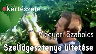 Kerttervezési ötletek  Szelídgesztenye ültetése  Castanea sativa [upl. by Ludba]