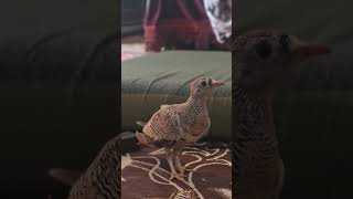 Lichtenstein sandgrouse beauty of mountains [upl. by Colver973]