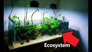 Aquarium Ecosystem Episode 5 Algae Disaster  the CURE [upl. by Asiela]