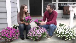 Surfinia Summer Double Petunias Plant Up Your Front Steps [upl. by Aynwad]