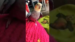 Cuteness of Parrots shortfeed shortsfeed youtubeshorts [upl. by Idroj]