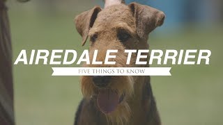 AIREDALE TERRIER FIVE THINGS YOU SHOULD KNOW [upl. by Anyalram]