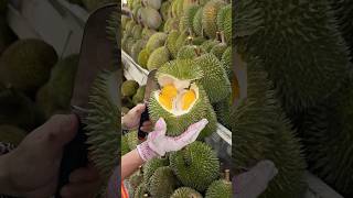 The Most Popular Durian Store in Malacca Malaysia  Fruit Cutting Skills [upl. by Marlo]