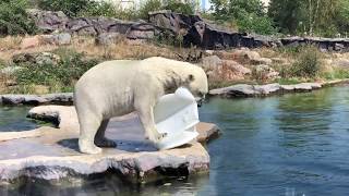 Eisbär in der ZOOM Erlebniswelt in Gelsenkirchen [upl. by Ahsenauj]