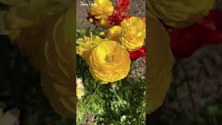 Wistaria Gardens in Parramatta Park  Stunning Spring Event 2024  Australia shorts ytshorts [upl. by Dardani]