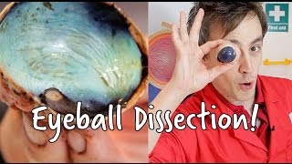 Whats inside an eyeball  Eyeball Dissection  We The Curious [upl. by Aciretehs]