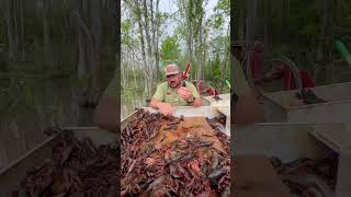 🦞 FISH IN THE CRAWFISH PONDS [upl. by Legna]