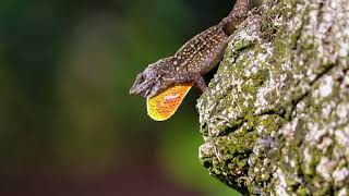 Florida Greenbrown Anole performing its mating dance [upl. by Nolahs499]