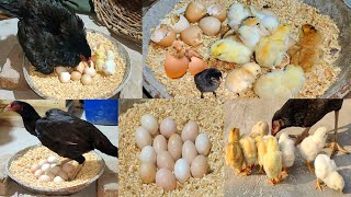 Young hen hatching eggs to chicks first time  Harvesting Eggs to chicks  Nine chicks hatched [upl. by Tomi631]