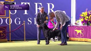 Retrievers FlatCoated  Breed Judging 2024 [upl. by Amaras]