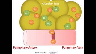 Alveolar Exchange Animation  Respiratory Physiology [upl. by Woodhead]