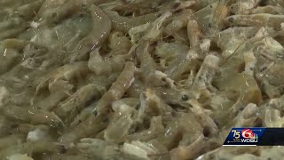 Louisiana shrimpers fear industry is near extinction [upl. by Nils]