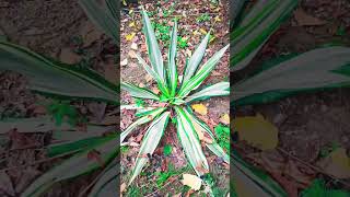 False agave flower l furcrarea foetidaGreenpariwar24 gardenplants gardening shorts [upl. by Eelsel]