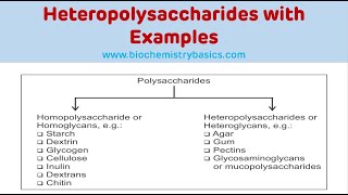 Heteropolysaccharides With Examples  Glycosaminoglycans Biochemistry [upl. by Molloy675]