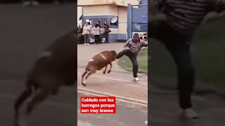 funnyvideo goat goated fighting goatfighting fyp funnymoments funnyfails [upl. by Lotsirk954]