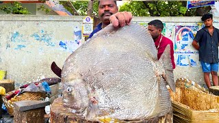 KASIMEDU 🔥 SPEED SELVAM  BIG BLACK SPADE FISH CUTTING VIDEO  IN KASIMEDU  FF CUTTING 🔪 [upl. by Jt]