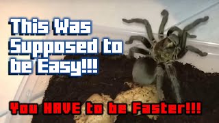 SPY Reacts Watering My Tarantulas Part 7 [upl. by Aketahs]