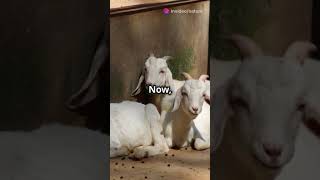 Fainting Goats The Adorable Truth Behin [upl. by Chryste]