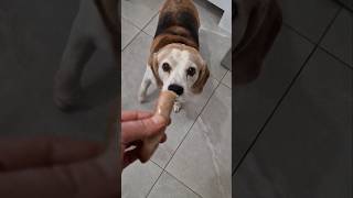 Every beagle owner knows about this tax 😅beagle beaglelife funnydogs funnydogs beagletax [upl. by Cindra143]