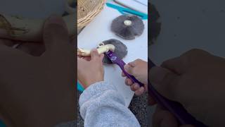 How to Make a Spore Print [upl. by Fritz286]