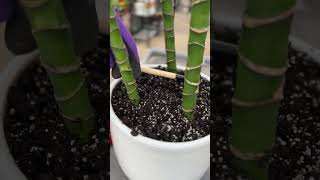 Eliminate Fungus Gnats in Houseplants [upl. by Aerdnahs11]