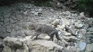 Monitoraggio Gatto selvatico Felis silvestris in Basilicata [upl. by Wampler]