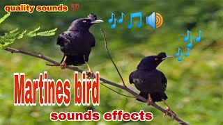 Quality sounds effects of Martinez birdloud and clear sounds effects [upl. by Shanon473]