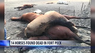 Dead horses found in Montana [upl. by Durning]