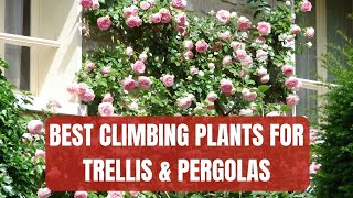 The Best Climbing Plants For Trellis Pergolas amp Wires [upl. by Lapides]