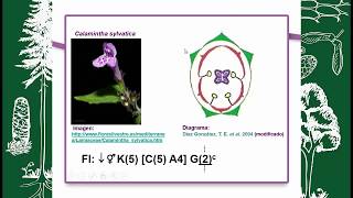 BOTÁNICA MORFOLÓGICA FLOR FORMULA Y DIAGRAMA FLORAL [upl. by Akemhs]