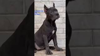 Top Quality concorso puppy Ayush saxena sanu dog dogs corso doglover dogsworld [upl. by Parcel345]