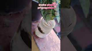 Snake plant propogation in water youtubeshorts houseplant indoorplants snakeplant [upl. by Aceber606]