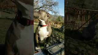 Elvis and Coco G scale trains with my pit pitbulldog trains elvispresley [upl. by Ilyak]