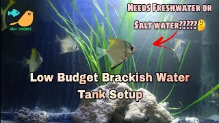 Best low cost Brackish water aquarium setup and Mono angel fish care in tamil [upl. by Tan]