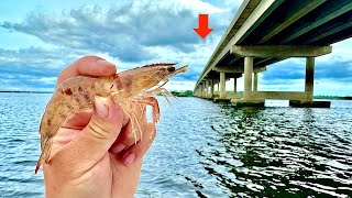 Tossed a LIVE Shrimp under this BRIDGE and Caught THIS Catch Clean Cook [upl. by Pellet]