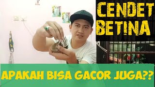 PERBEDAAN JANTAN Dan BETINA PADA BURUNG CENDET TROTOL [upl. by Yruok]