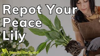 How and When to Repot a Peace Lily [upl. by Nwahshar]