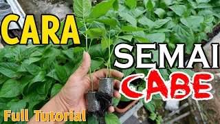 CARA MENYEMAI CABE RAWIT LENGKAP DARI 0 HINGGA SIAP TANAM [upl. by Ilecara618]