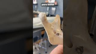 Esto te hace un dentista anatomia medicina curiosidades cuerpo mandibula [upl. by Tletski]