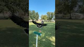 🦅 What is a “Creance” in falconry [upl. by Angadresma]