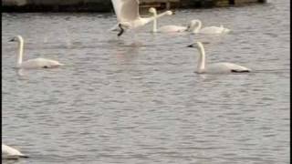 Swans Take off and Landing Slow motion [upl. by Magdalene]