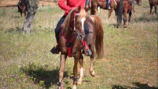 video equiraduno niscemi 2011 [upl. by Ahseile]