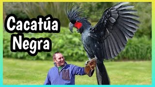 Cacatúa Negra Palmera  El Loro Mas Caro del mundo [upl. by Assele]