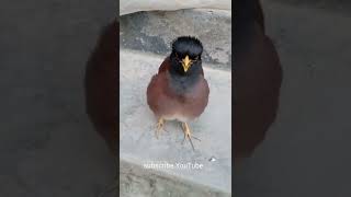 Bird🐦 Shalik Pakhi dak শালিক পাখির ডাকshorts [upl. by Nylesoj]