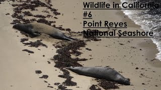 North American River Otter amp More Wildlife in California 6  Point Reyes National Seashore [upl. by Suisyola]