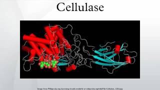 Cellulase [upl. by Keli]