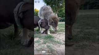 Proof Dominance Exists Pt 1  How Canines Battle For Control [upl. by Yenhpad]