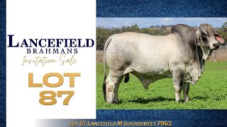 Lot 87 Lancefield M Sugarsweet 7963 [upl. by Herrick]